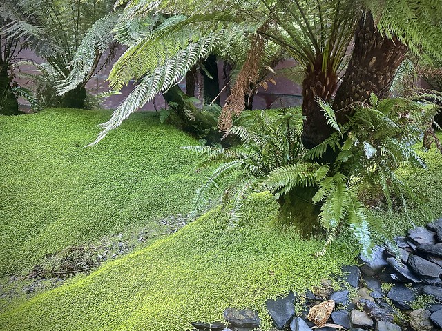 Moss and ferns, deYoung Museum