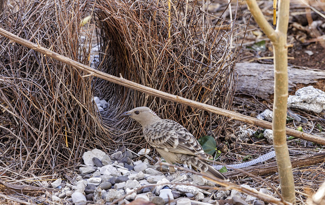 Bower bird, Lake Argyle, Kimberley, Western Australia _20230814_072647_CB_MG_1375