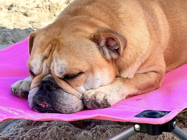 Butter taking a nap on the beach.