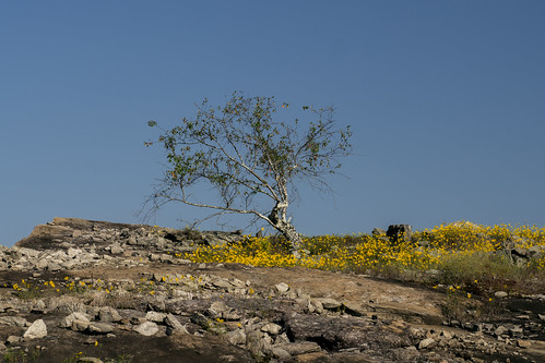 Tree at summit of Arabia Mountain