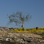 Tree at summit of Arabia Mountain Amidst a yellow riot of autumnal, native &lt;a href=&quot;https://en.wikipedia.org/wiki/Helianthus_porteri&quot; rel=&quot;noreferrer nofollow&quot;&gt;Porter&#039;s sunflowers&lt;/a&gt;, a wizened  tree stands alone on the craggy  &lt;a href=&quot;https://www.peakbagger.com/peak.aspx?pid=29297&quot; rel=&quot;noreferrer nofollow&quot;&gt;summit&lt;/a&gt; of...

&lt;a href=&quot;https://arabiaalliance.org/&quot; rel=&quot;noreferrer nofollow&quot;&gt;Arabia Mountain&lt;/a&gt;
DeKalb County (&lt;i&gt;Stonecrest&lt;/i&gt; ), Georgia, USA.
29 September 2023.

▶ More photos: &lt;a href=&quot;https://flic.kr/s/aHBqjB14dK&quot; rel=&quot;noreferrer nofollow&quot;&gt;here&lt;/a&gt;.

***************
▶ &lt;b&gt;Photographer&#039;s notes&lt;/b&gt;:
You can&#039;t make this &#039;stuff&#039; up!

☞ On 12 October 2023, after I submitted this image  (and &lt;a href=&quot;https://flic.kr/p/2p6pzy2&quot; rel=&quot;noreferrer nofollow&quot;&gt;this one&lt;/a&gt;) to &lt;a href=&quot;https://www.flickr.com/groups/19825376@N00/&quot;&gt;North Georgia Mountains&lt;/a&gt;, the group&#039;s new administrator summarily banned me from the group. 
☞ At about the same time, the administrator for the Flickr group &lt;a href=&quot;https://www.flickr.com/groups/14817981@N20/&quot;&gt;
*All around the world - Landschaften, Landscapes, Paysages*&lt;/a&gt; rejected this photo as NOT depicting a landscape. 

***************
▶ Photo and story by &lt;a href=&quot;https://www.yoursforgoodfermentables.com/2023/10/pick-of-week-tree-at-summit-of-arabia.html&quot; rel=&quot;noreferrer nofollow&quot;&gt;Yours For Good Fermentables&lt;/a&gt;.com. 
▶ For a larger image, type &#039;L&#039; (without the quotation marks).
— Follow on Facebook: &lt;a href=&quot;https://www.facebook.com/YoursForGoodFermentables/&quot; rel=&quot;noreferrer nofollow&quot;&gt;YoursForGoodFermentables&lt;/a&gt;.
— Follow on Instagram: &lt;a href=&quot;https://www.instagram.com/tcizauskas/&quot; rel=&quot;noreferrer nofollow&quot;&gt;@tcizauskas&lt;/a&gt;.  
— Follow on Vero: &lt;a href=&quot;https://vero.co/cizauskas&quot; rel=&quot;noreferrer nofollow&quot;&gt;@cizauskas&lt;/a&gt;.
▶ Camera: &lt;a href=&quot;https://www.dpreview.com/products/olympus/slrs/oly_em10ii&quot; rel=&quot;noreferrer nofollow&quot;&gt;Olympus OM-D E-M10 II&lt;/a&gt;. 
— Lens: Olympus M.40-150mm F4.0-5.6 R.   
— Edit: &lt;i&gt;Photoshop Elements 15&lt;/i&gt;, &lt;i&gt;Nik Collection&lt;/i&gt; (2016).
▶ Commercial use requires &lt;a href=&quot;http://thomas.cizauskas.net/contact.html&quot; rel=&quot;noreferrer nofollow&quot;&gt;explicit permission&lt;/a&gt;, as per &lt;a href=&quot;http://creativecommons.org/licenses/by-nc-nd/4.0/&quot; rel=&quot;noreferrer nofollow&quot;&gt;Creative Commons&lt;/a&gt;.