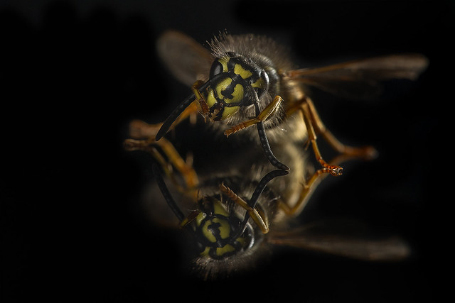 Reflections of a Wasp