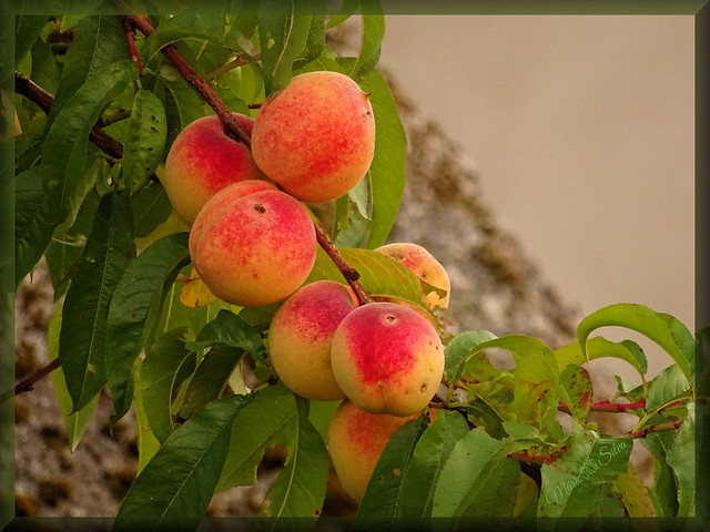 Os pêssegos – beleza nutritiva