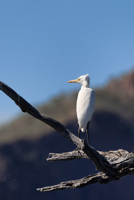 Cattle egret, Lake Argyle, Kimberley, Western Australia _20230814_135129_AB_MG_1801