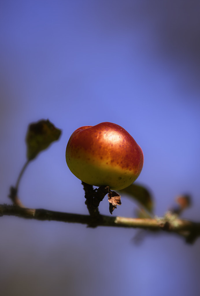 Rosy-Cheeked Apple |Photo 11/2023