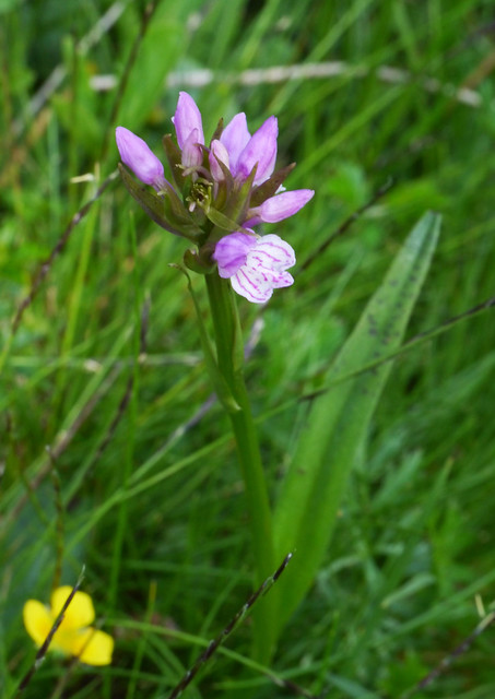 Heath or common spotted orchid (Dactylorhiza maculata possibly ssp fuchsii), Lac de Balcère