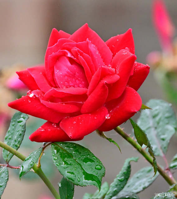 Rose in the rain in the autumn.