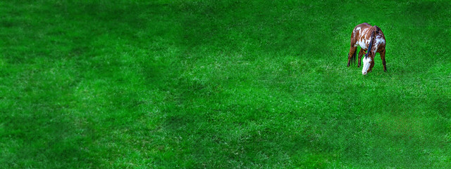 Green Green Grass of Home....