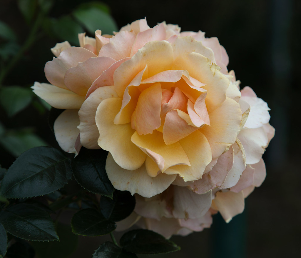 Fridays For Peace 🇺🇦 🇮🇱 | ... with this 'anonymous' rose… | Flickr