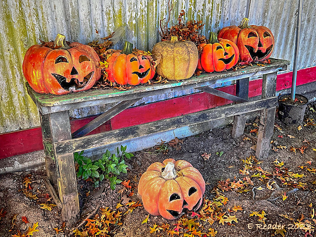 Halloween Pumpkins at Pastorino Farms