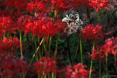 Spider lily at Chinkokuji Temple