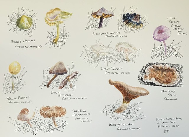 Moorland fungi