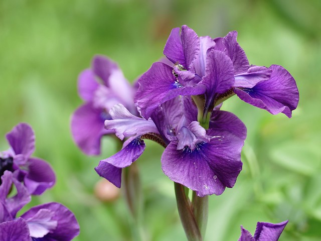 Early small Iris in my garden