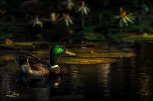 Night image of a mallard duck in a lily pond. 