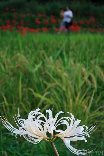 Spider lily at Munakata