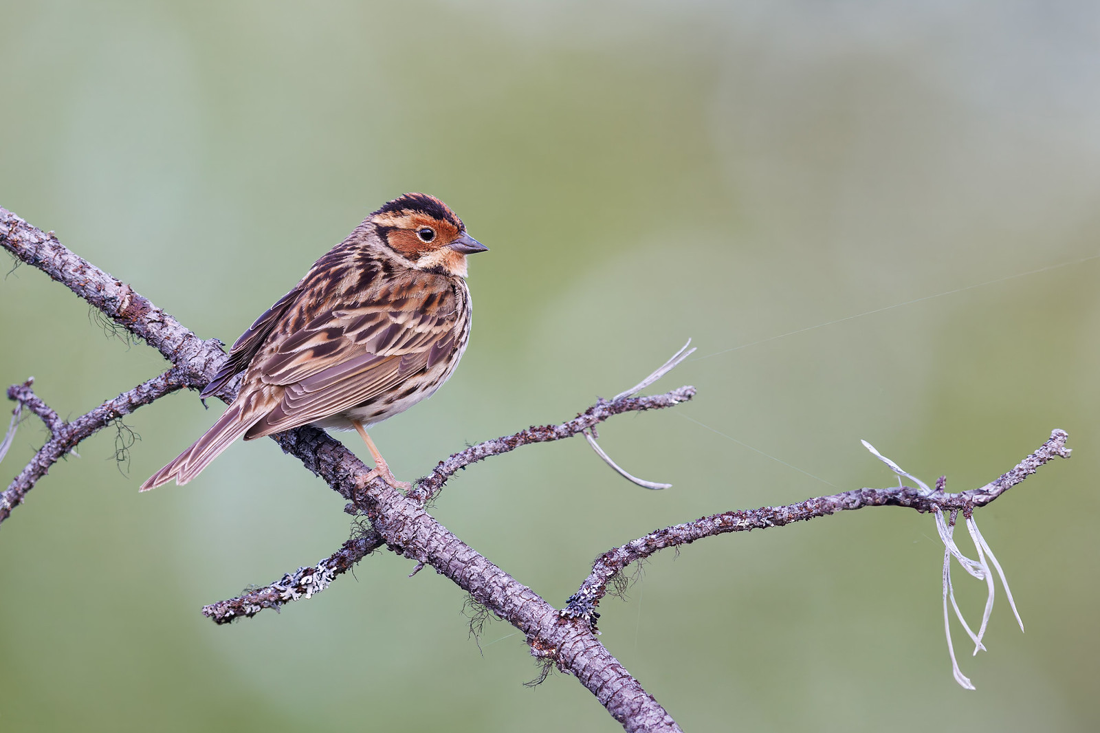 Emberiza pusilla | Little Bunting | dvärgsparv
