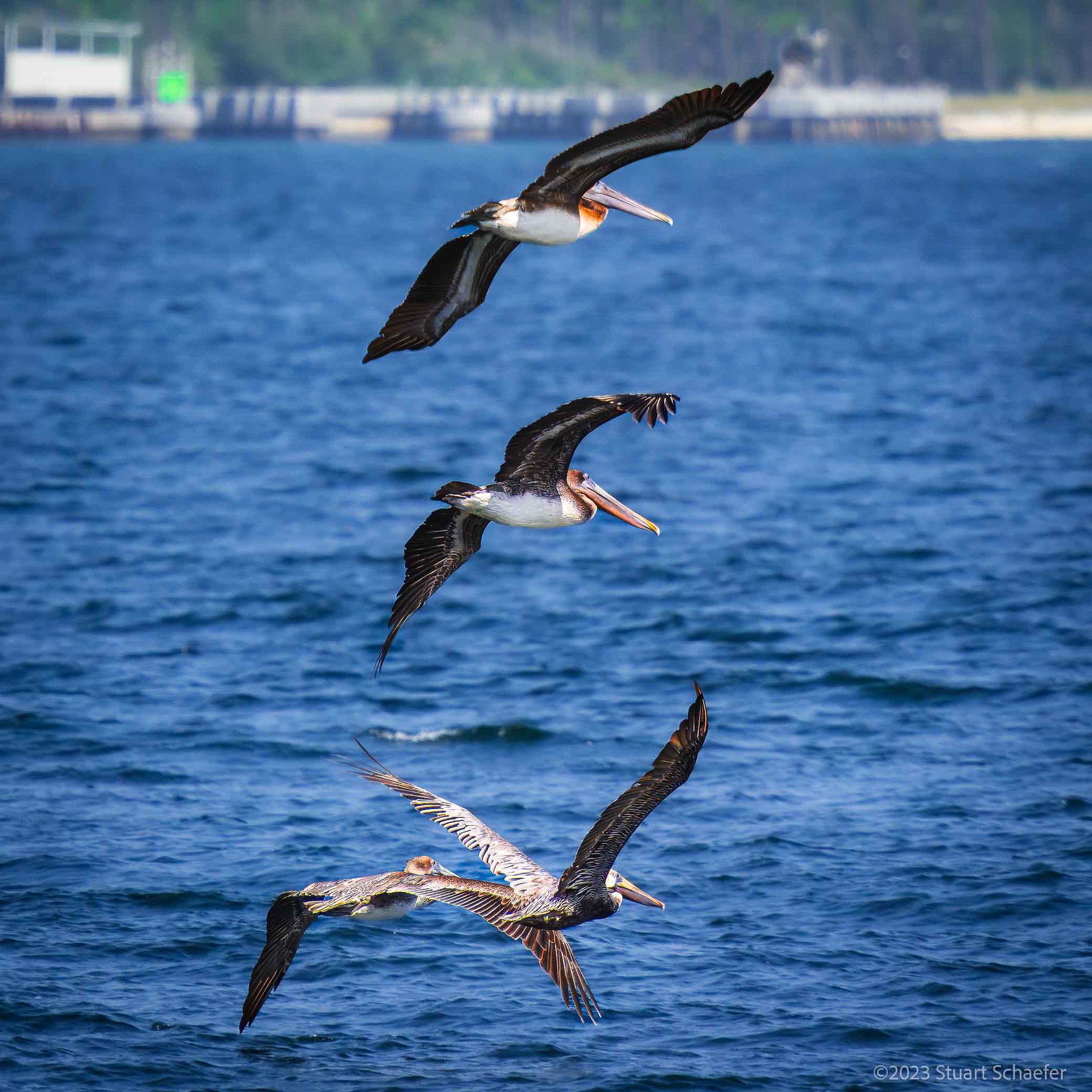 Brown Pelicans Over The Bay