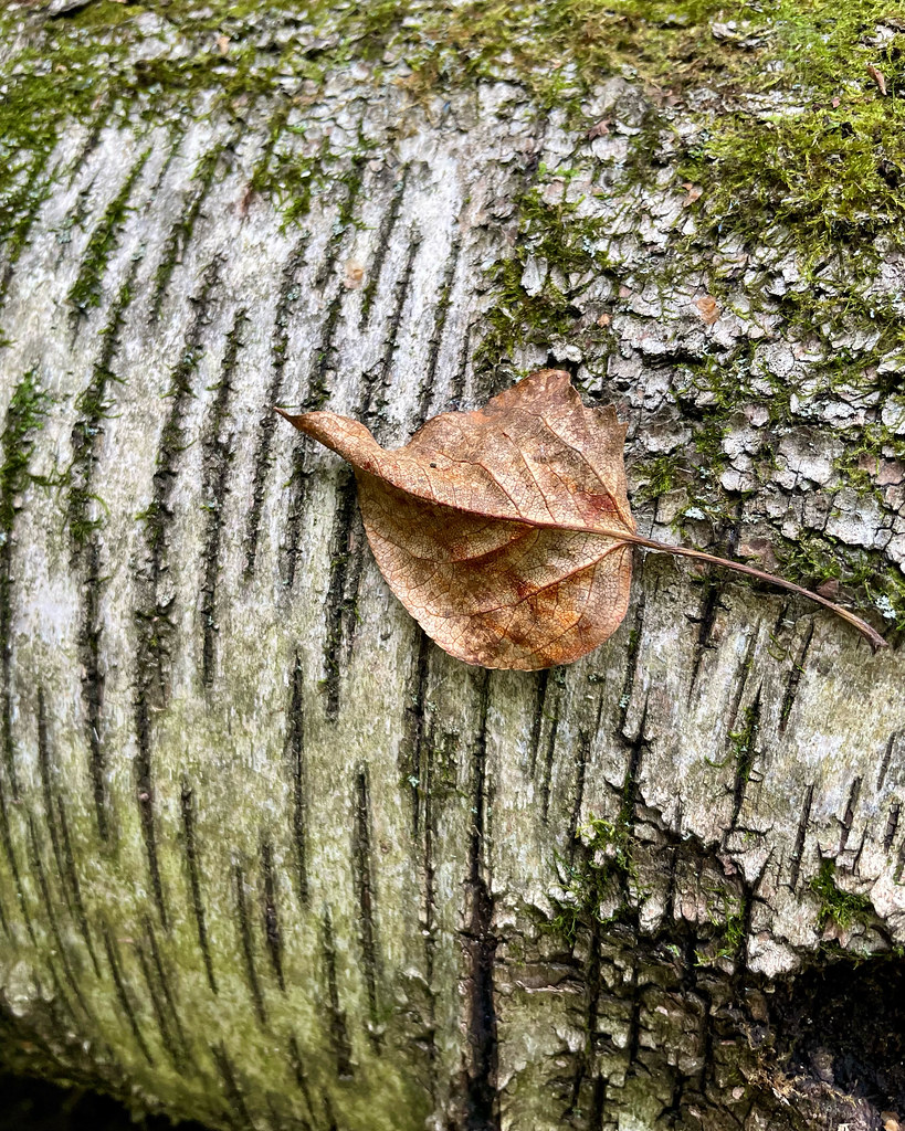 Fallen Birch 2