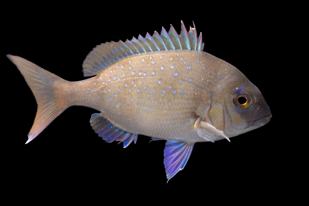 Snapper Flickr Australasian Snapper - Chrysophrys auratus | Botany Bay, Syd… | Flickr