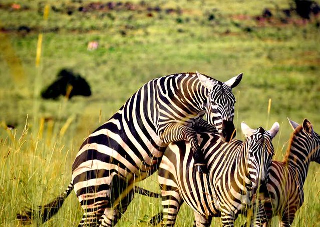 Zebras are amazing animals