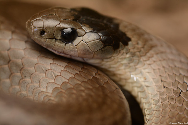 Grey Snake (Hemiaspis damelii).