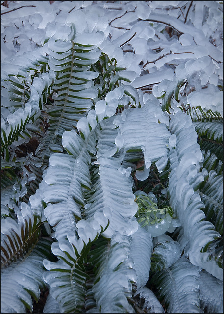 Fern-sicles at Horsetail Falls