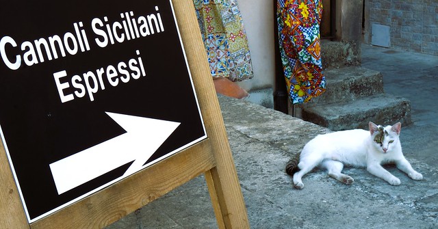 The Canoli Cat