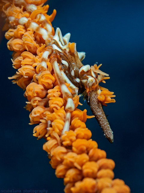 Whip Coral Spider Crab, Gorgonien Spinnenkrabbe (Xenocarcinus tuberculatus)