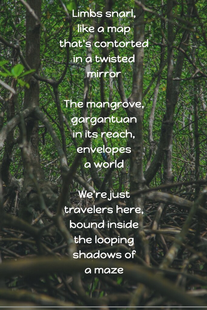The Mangrove Maze