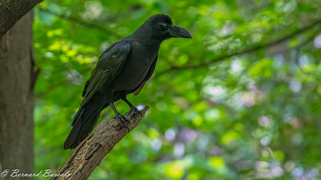 Corbeau à gros bec - Corvus macrorhynchos - Large-billed Crow