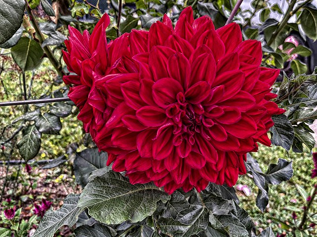 Toronto Ontario  - Canada - My Garden -  Best Red Giant Dahlia
