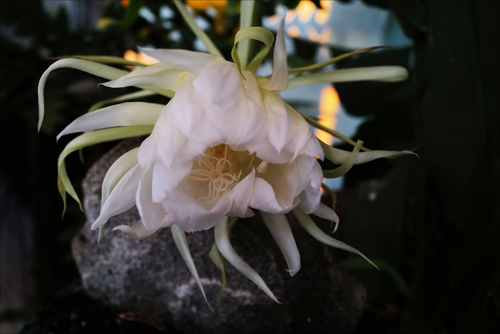 Epiphyllum oxypetalum, Queen of the night, Monte Gordo L1002509