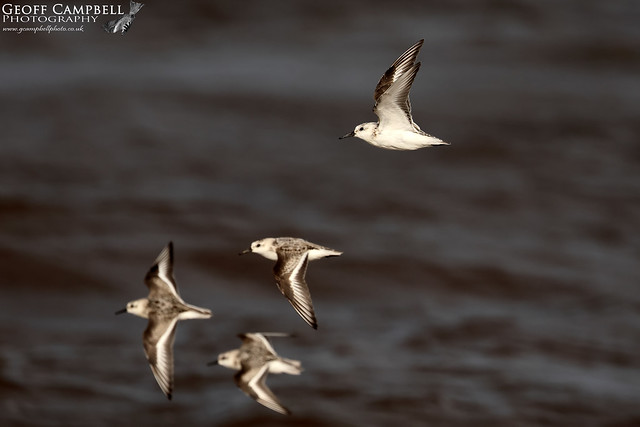 Sanderling in Flight (Calidris alba)