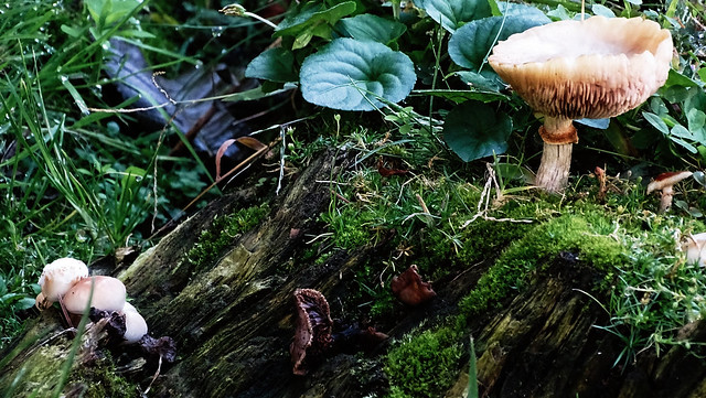 Mushrooms & flora