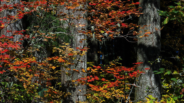 Fall Colors in the Deep Woods