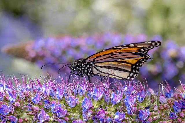 Monarch Butterfly    _MG_9006