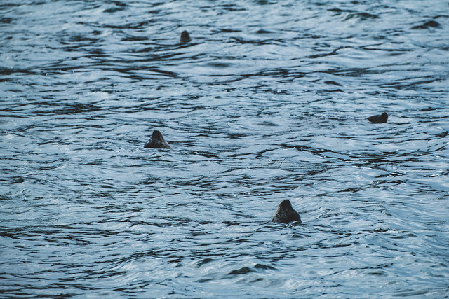 Seal heads in the water