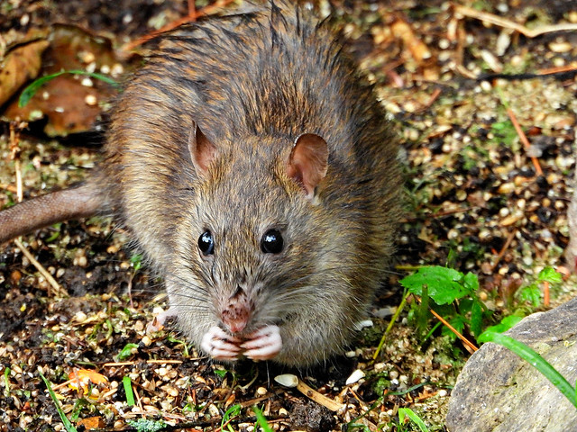 Brown Rat, garden, Oct 5 2023, P1 (12)