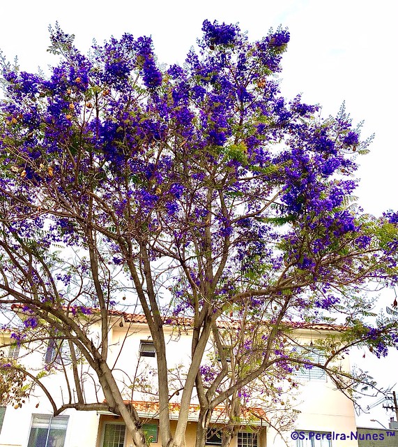Jacaranda flowering tree in Sorocaba, São Paulo, Brazil