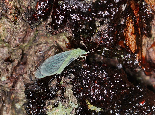 Almindelig guldøje (Green Lacewing / Chrysoperla carnea)