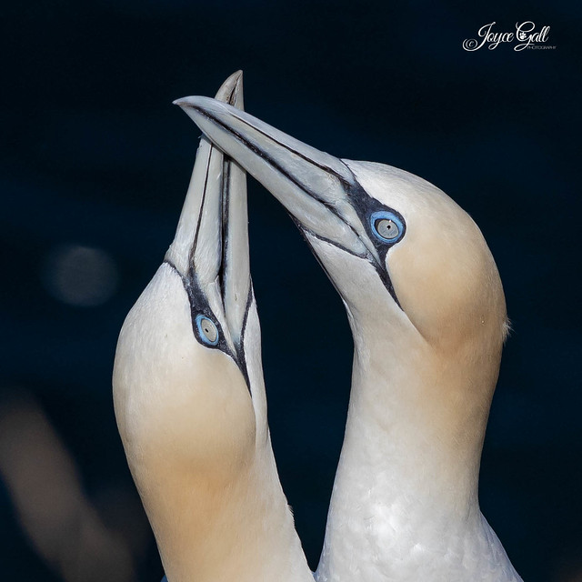 A pair of Gannets.