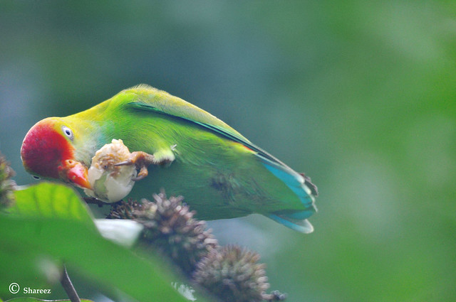 Sri Lankan Hanging Parrot (Loriculus beryllinus)