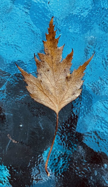 An Autumn Leaf