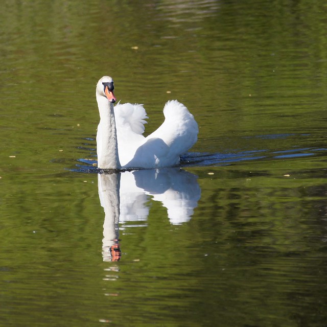 Mute swan with reflection