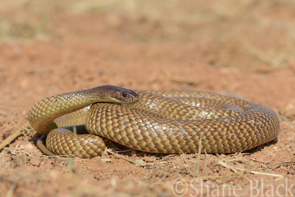 Ingram's Brown Snake (Pseudonaja ingrami)