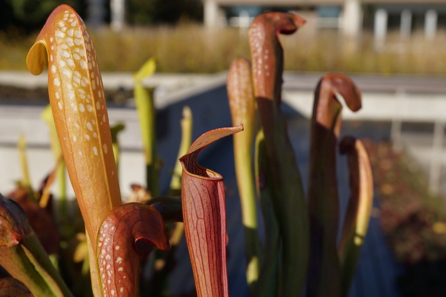 Pitcher plants open their doors to flying bugs
