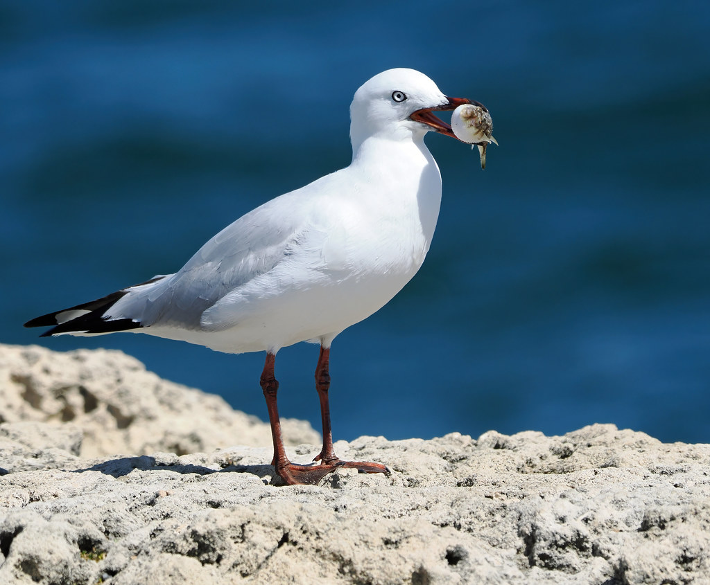 Silver Gull (Larus novaehollandiae novaehollandiae)
