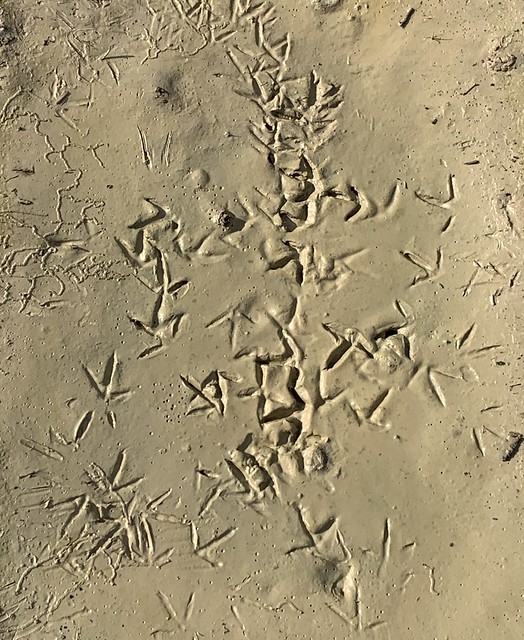 Birds’ feet imprints in mud