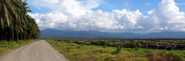 Clearing of the Guadalcanal Plains for Palm Oil plantations, Solomon Islands