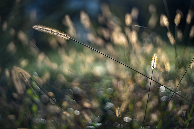 Grasses dancing in the morning light.